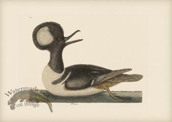 094 Hooded Merganser